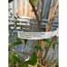 Very Large Wonderful Pomegranate Fruit Tree - Top California Variety