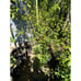 Very Large Wonderful Pomegranate Fruit Tree - Top California Variety