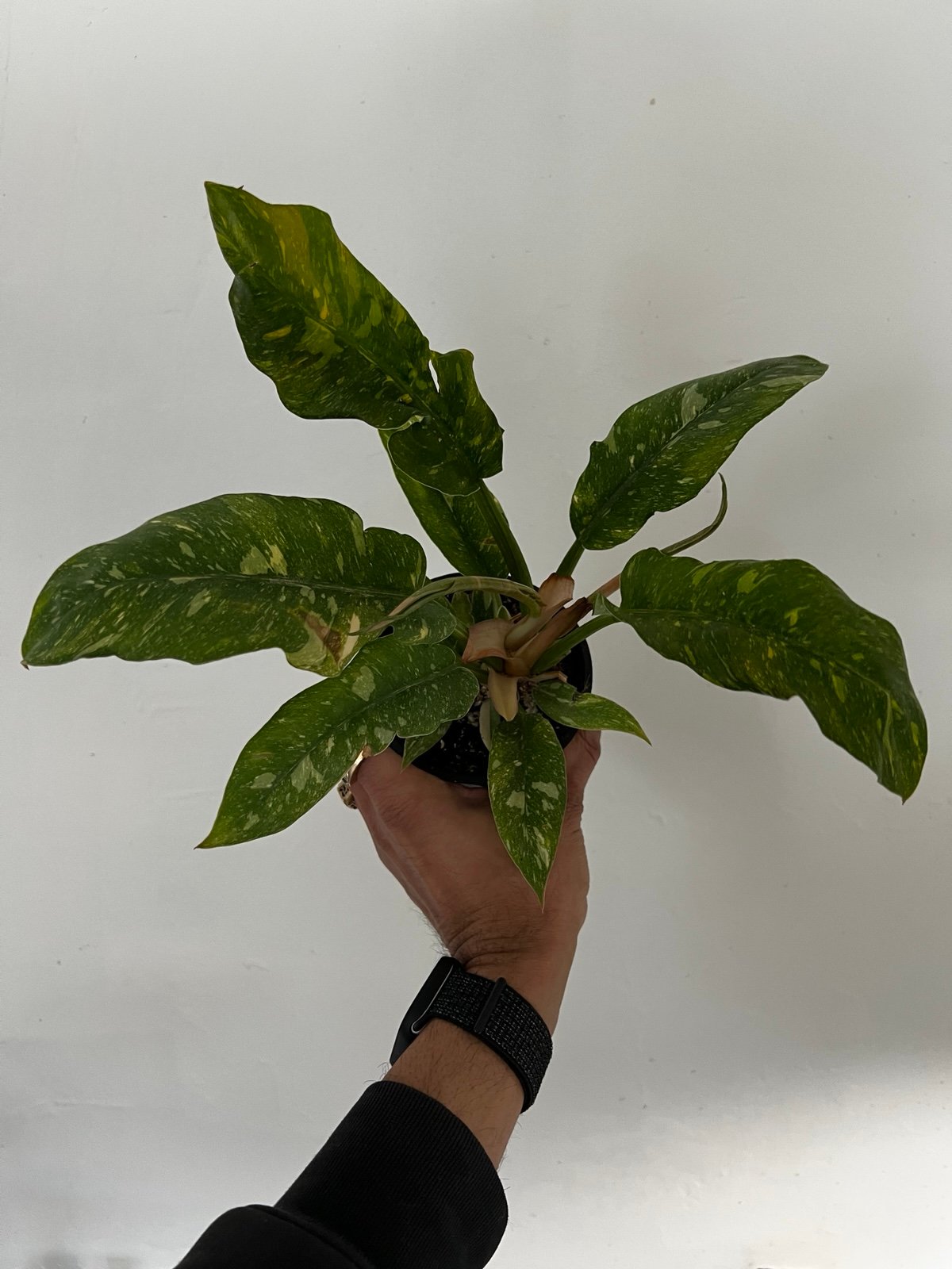 Ring of Fire Philodendron