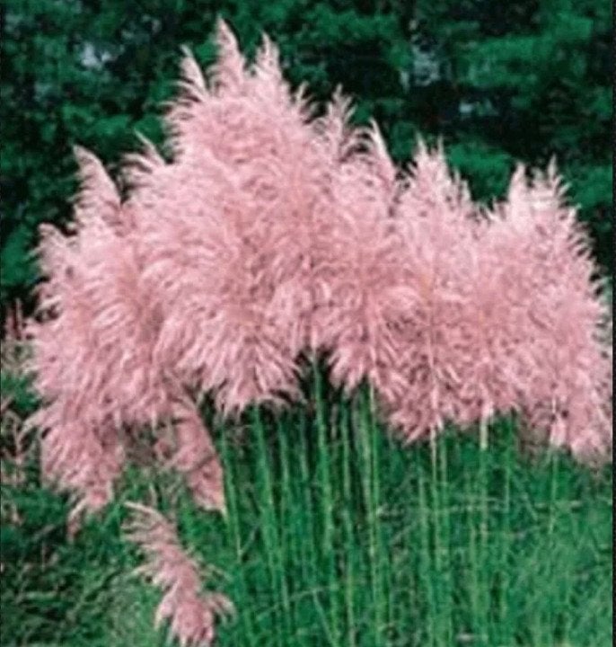 Pink Pampas Grass 15 Live Plants Starter