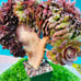 Rare big Aeonium ’Halloween‘ crested live Rooted，old trunk, bonsai get 2 free s