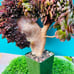 Rare big Aeonium ’Halloween‘ crested live Rooted，old trunk, bonsai get 2 free s
