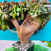 Rare big Aeonium ’Halloween‘ crested live Rooted，old trunk, bonsai get 2 free s