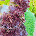 Rare big Aeonium ’Halloween‘ crested live Rooted，old trunk, bonsai get 2 free s