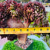 Rare big Aeonium ’Halloween‘ crested live Rooted，old trunk, bonsai get 2 free s