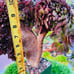 Rare big Aeonium ’Halloween‘ crested live Rooted，old trunk, bonsai get 2 free s