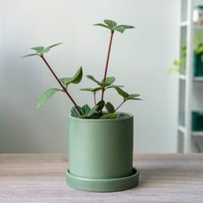 4 Ceramic Cylinder Planter - Army Green