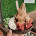 4 Coconut Bowl + 4 Free Coconut Spoons