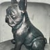 Garden french bulldog statue