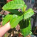 Anthurium Friedrichsthalii