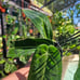 Anthurium Friedrichsthalii