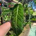 Anthurium Friedrichsthalii