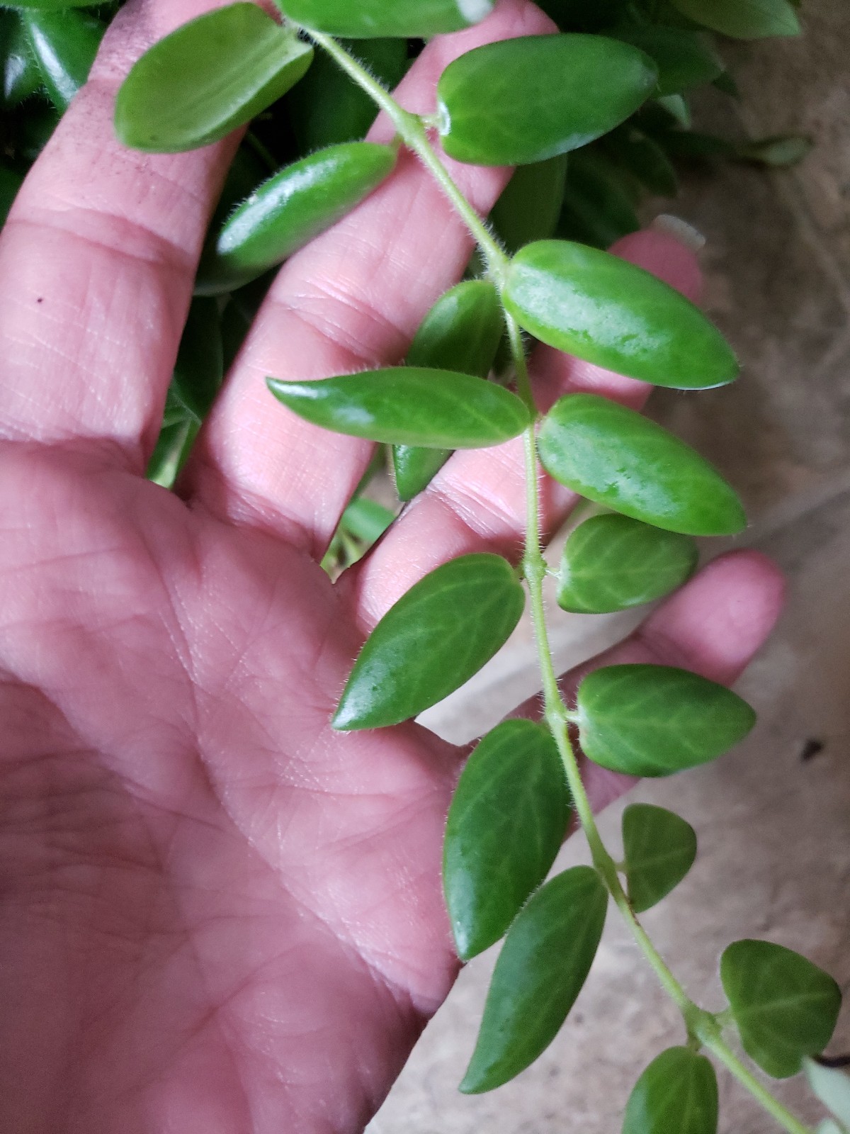 Gracilis lipstick plant - detail