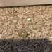 Gold sparkly rock