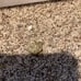 Gold sparkly rock