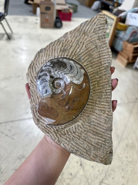 Single extra large whole ammonite polished with rough matrix collectors piece