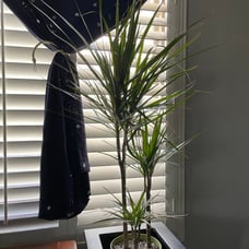 live house plant - air purifying plant