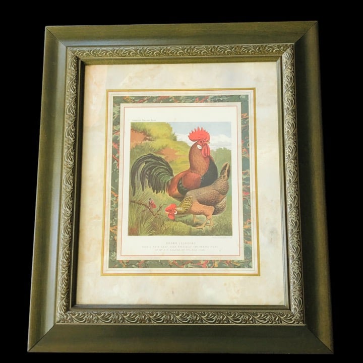 AM Halsted BROWN LEGHORNS Lithograph