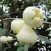 Wax Apple (Vietnam White 越南白莲雾). Fruiting Age. Grafted. Potted.
