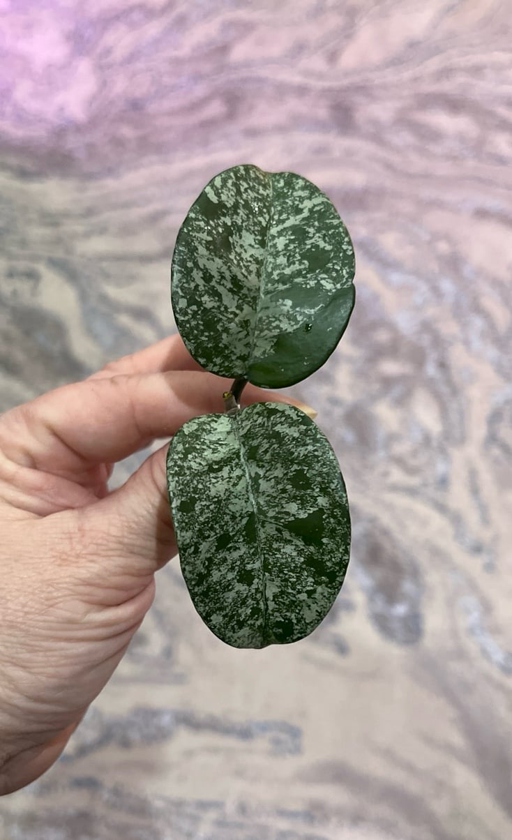 Hoya AH Mulan Fresh mid cutting - rare