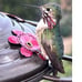 Hummingbird Feeder, 18016P Glass Hummingbird Feeder for Outdoors - Lavender