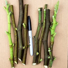 (500) Brown Turkey Fig Cuttings• Bulk/Wholesale Prices • Fresh 6 -8