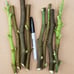 (500) Brown Turkey Fig Cuttings• Bulk/Wholesale Prices • Fresh 6 -8