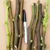 (500) Brown Turkey Fig Cuttings• Bulk/Wholesale Prices • Fresh 6 -8