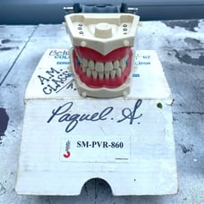 Columbia Dentoform Dental SM-PVR-860 Typodont Anatomy Teaching Model