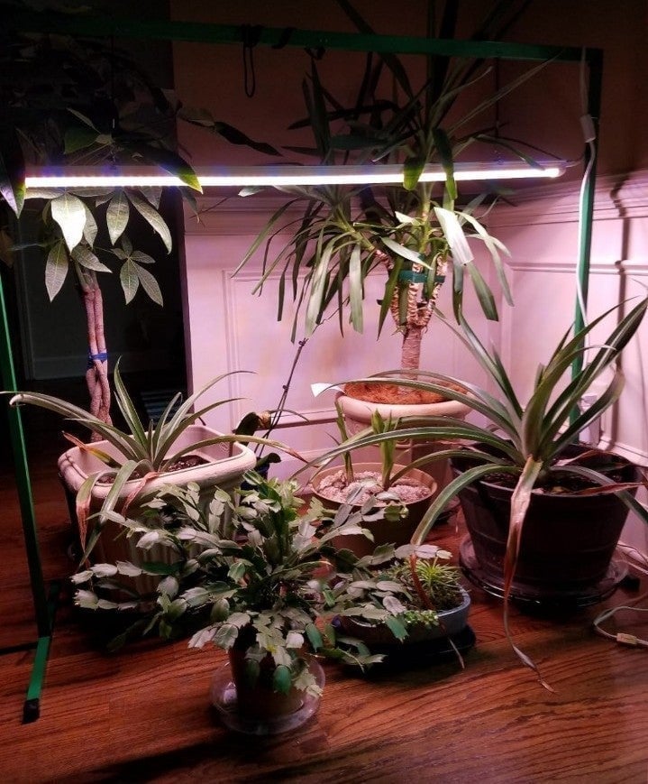LED Plant Grow Light Stand Rack for Seed Starting Plant Growing 4 Feet