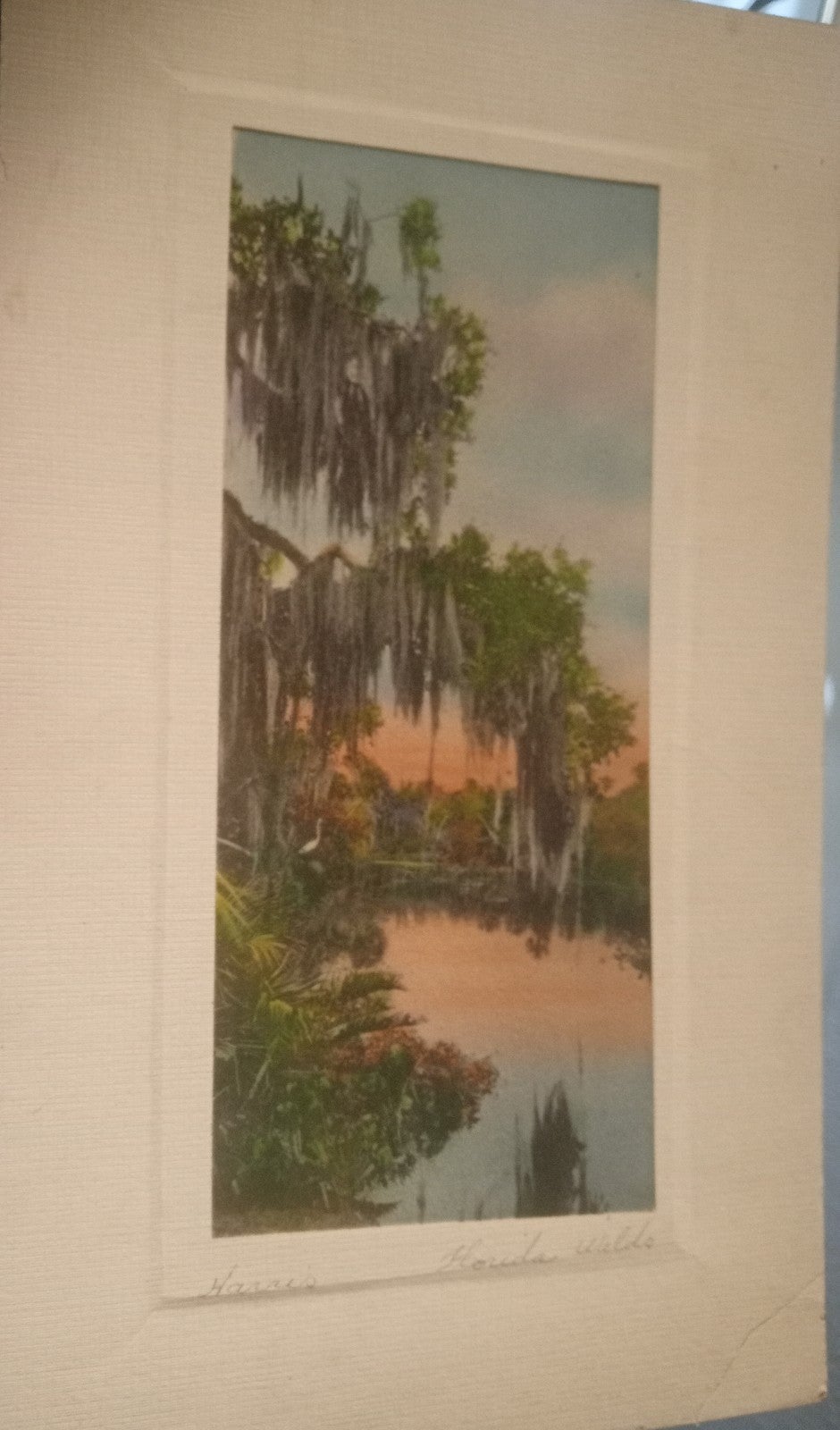William James Harris Hand Colored Print Florida Wilds Art St Augustine