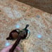 Vintage Bruyere Garantie Wind Pipe