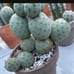 Tephrocactus geometricus