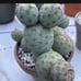 Tephrocactus geometricus