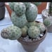 Tephrocactus geometricus