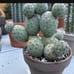 Tephrocactus geometricus