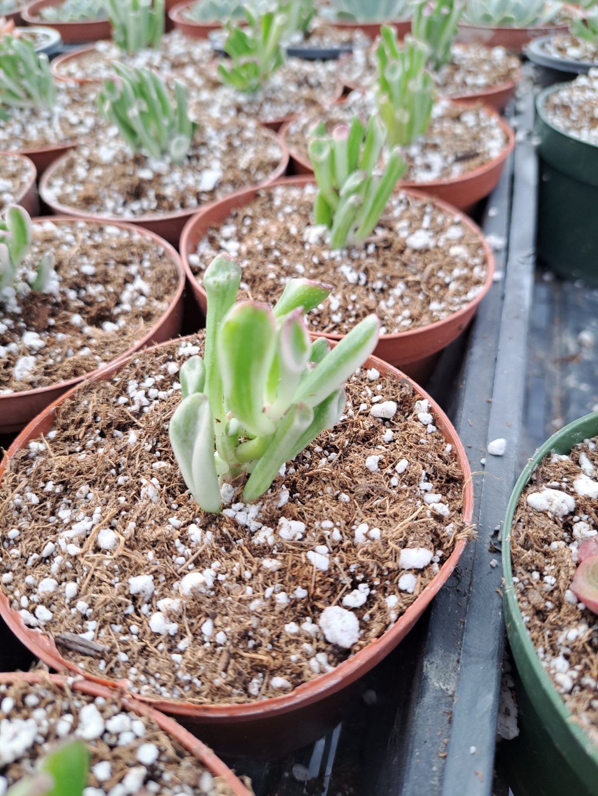 4” jade gullom variegated-hobbit