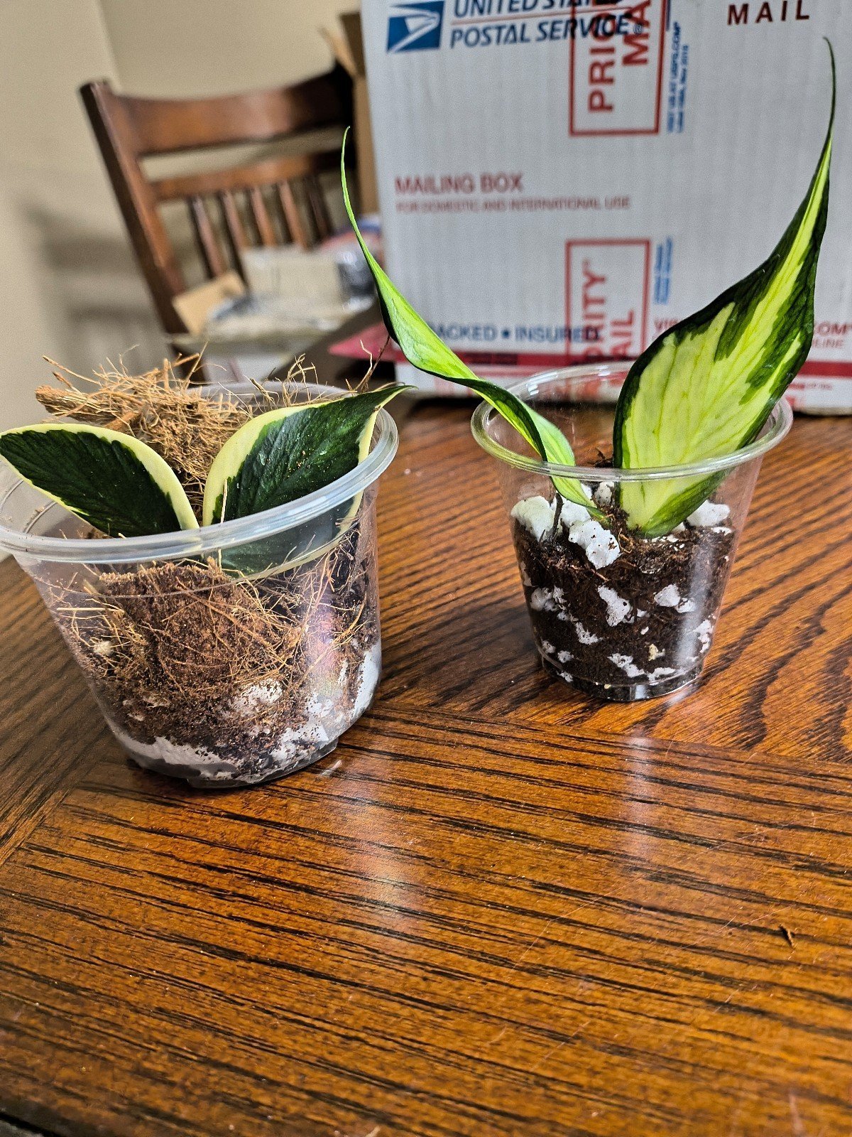 Polyneura Albo bundle/ inner & outer variegated