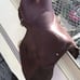 English saddle