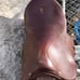 English saddle
