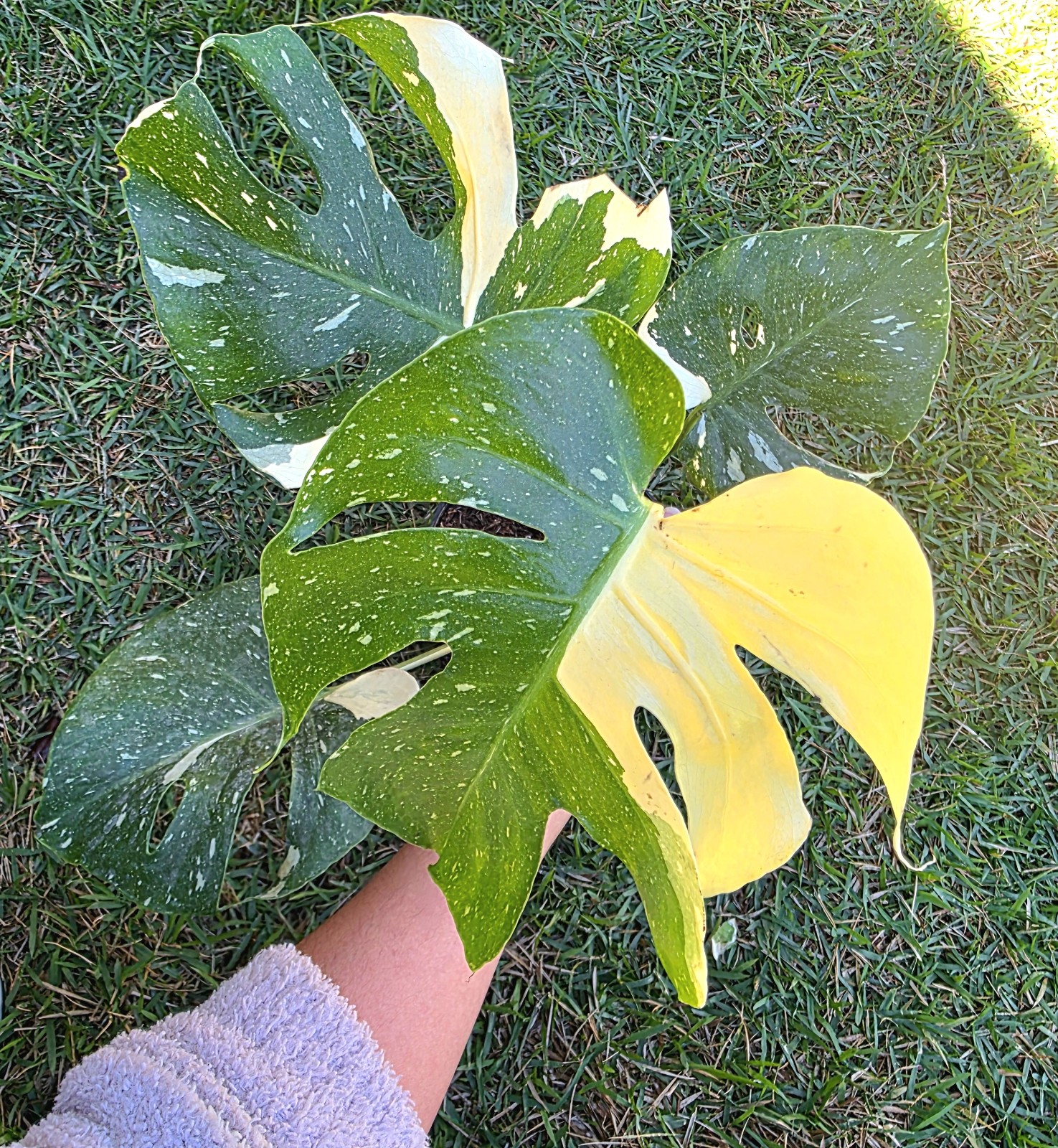 Sectoral thai constellation high variegation