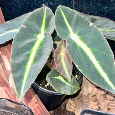 Variegated Begonia Listada
