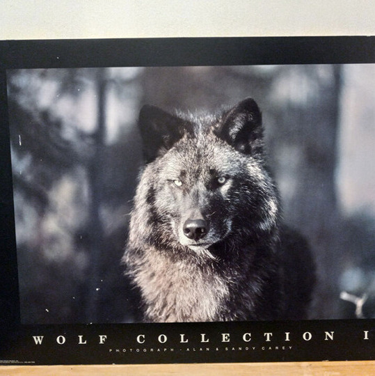 Wolf Collection Photograph Alan & Sandy Carey Wall Art