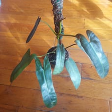 Atapoense philodendron
