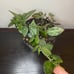 Hoya krohiana splash silver