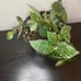 Hoya krohiana splash silver