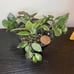 Hoya krohiana splash silver