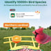 HIXX Smart Bird Feeder with Camera Identify Bird Species & Solar Panel Green NEW