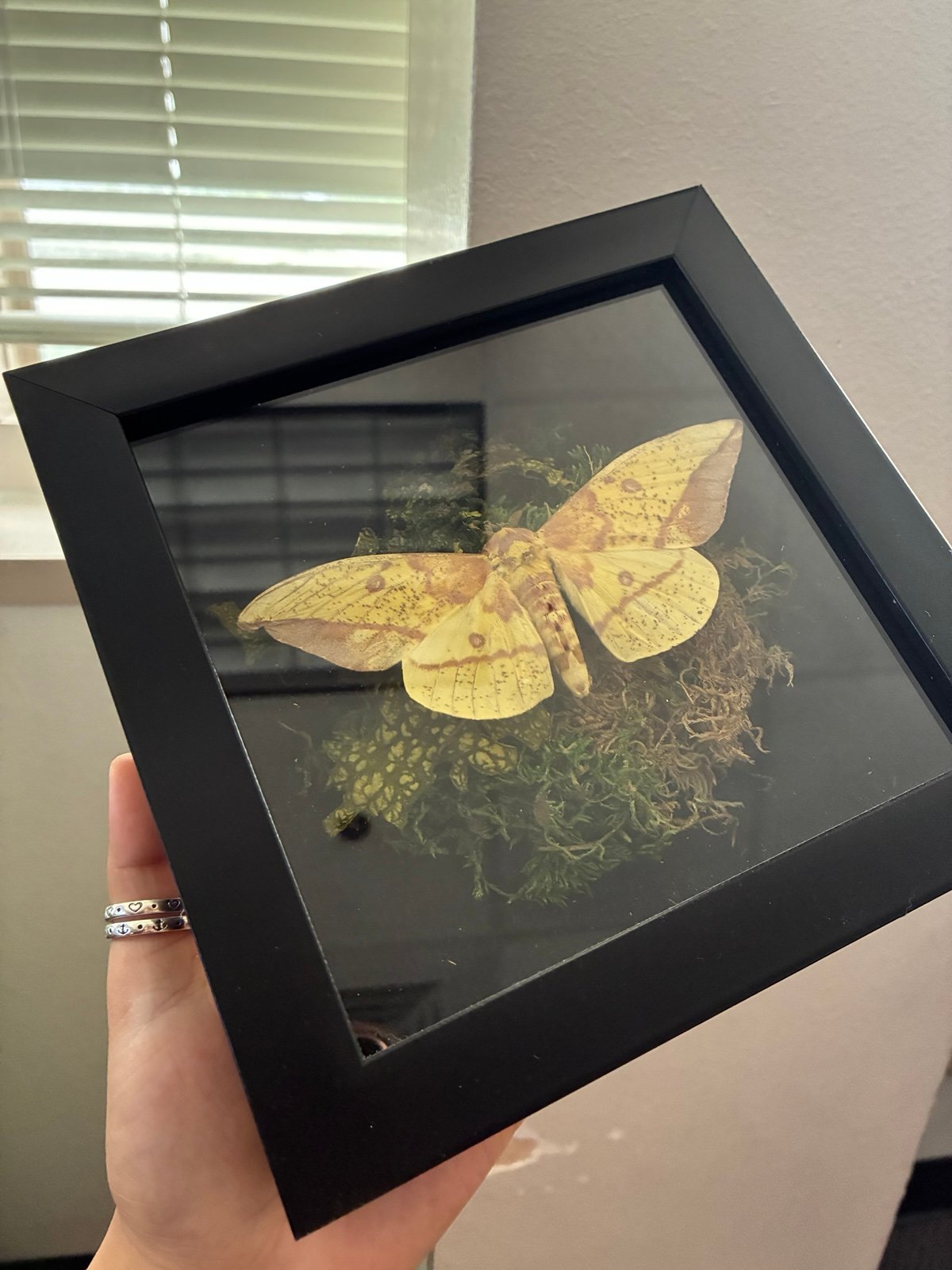 Framed Imperial Moth