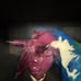 Breyer Equidae glossy rainbow decorator pinto